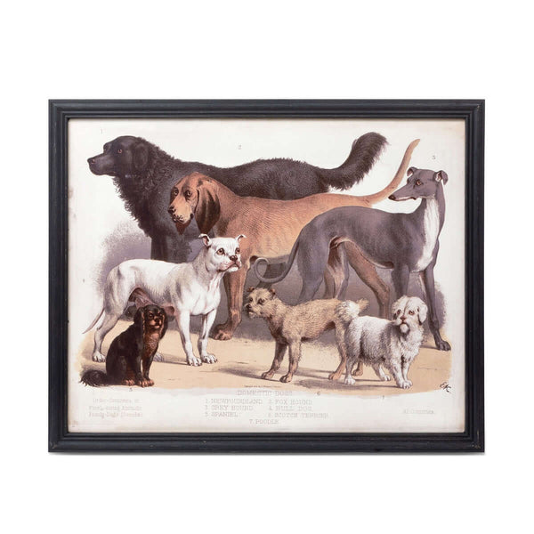 Antique Dog Breed Print in Black Frame