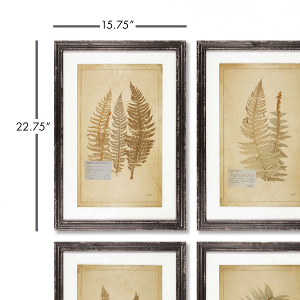 Antique Framed Botanical Fern Prints (Set of 8)