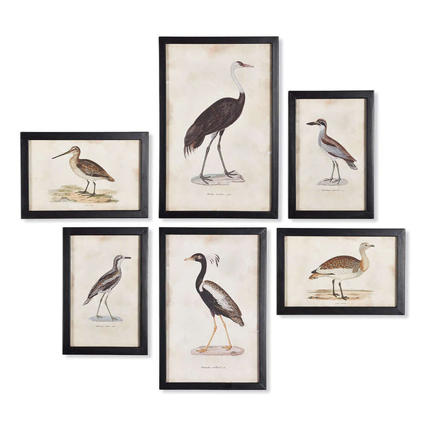 Antique Framed Ornithology Bird Prints (Set of 6)
