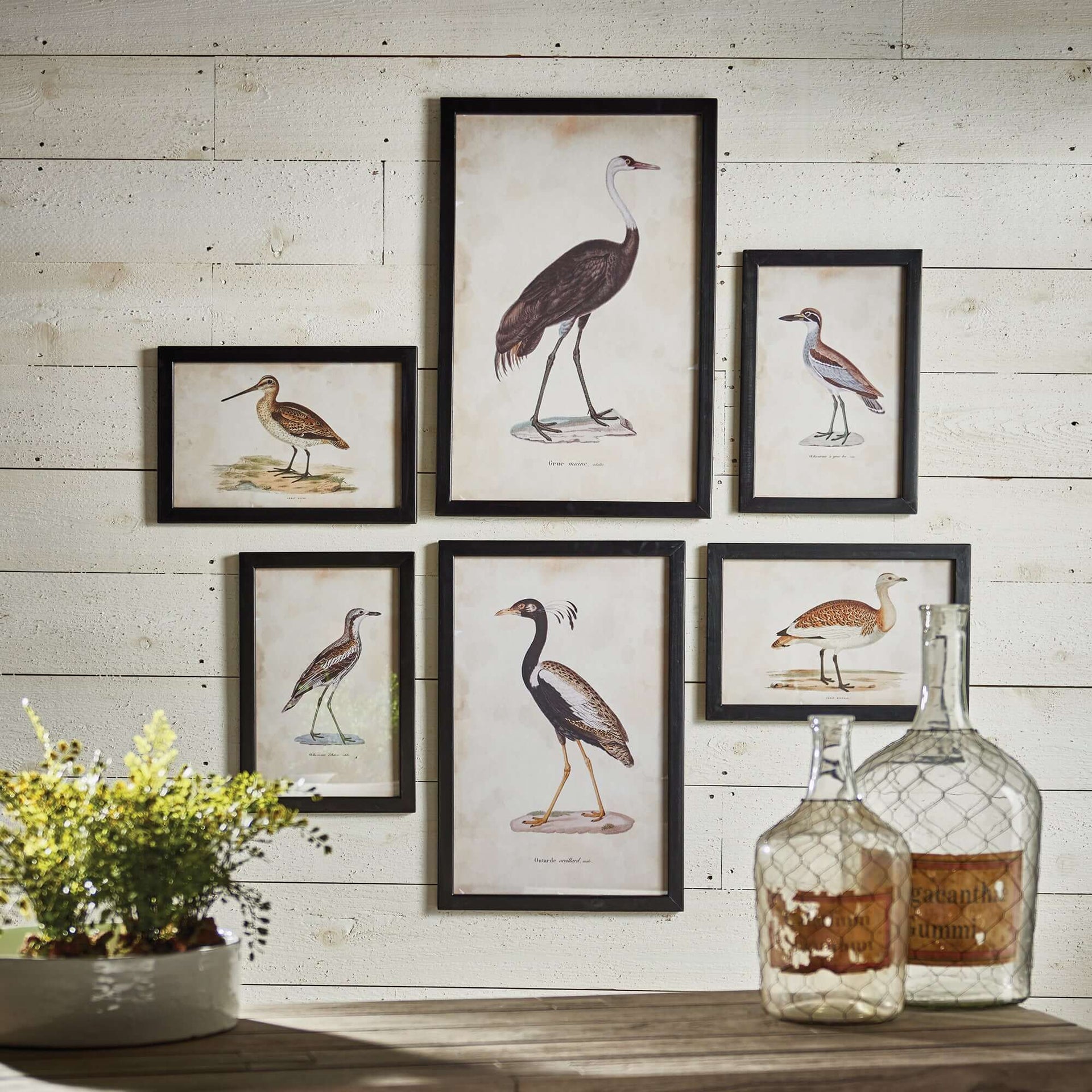 Antique Framed Ornithology Bird Prints (Set of 6)