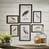 Antique Framed Ornithology Bird Prints (Set of 6)