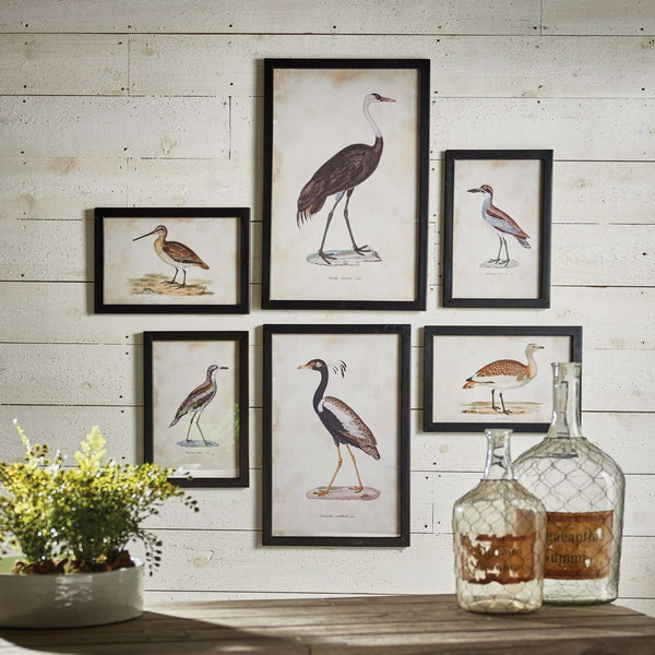Antique Framed Ornithology Bird Prints (Set of 6)