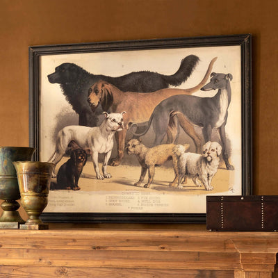 Antique Dog Breed Print in Black Frame