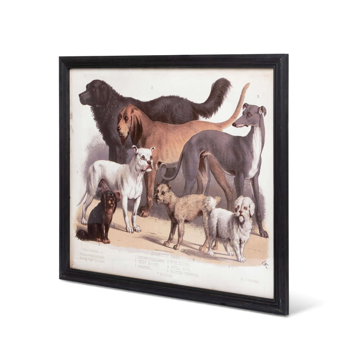 Antique Dog Breed Print in Black Frame