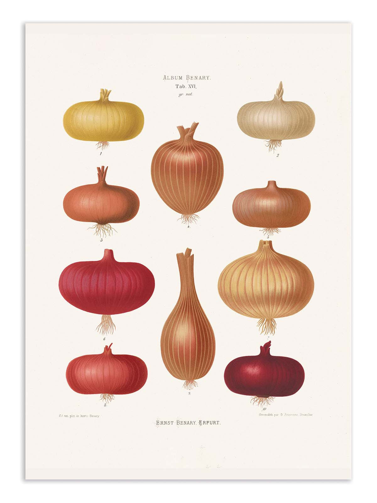 Affiche - Onions 2 (1876) By Ernst Benary