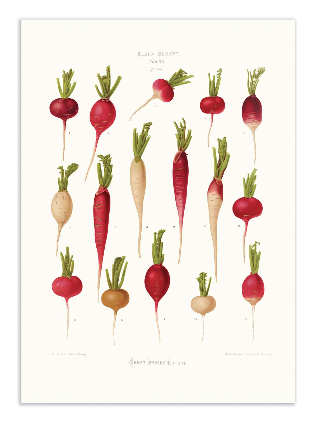 Art Poster- Radishes (1876) By Ernst Benary