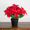 15" Artificial Poinsettia Plant - Red