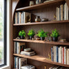 7” Artificial Mixed Botanical Plant in Black Square Pot - Set of 4
