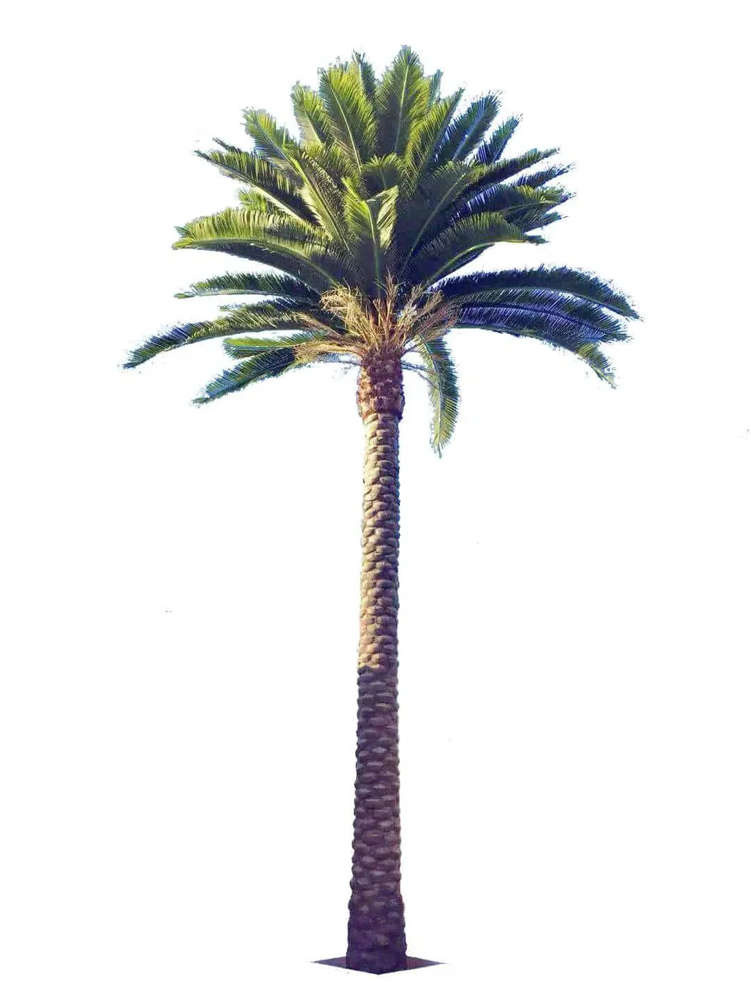 Florida Palm Artificial Tree 13ft–23ft – UV Resistant (10–12 Week Lead Time)