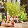 Artificial Plant Oba Fern Stem 18" Tall - One Stem