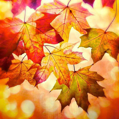 Autumn Leaves