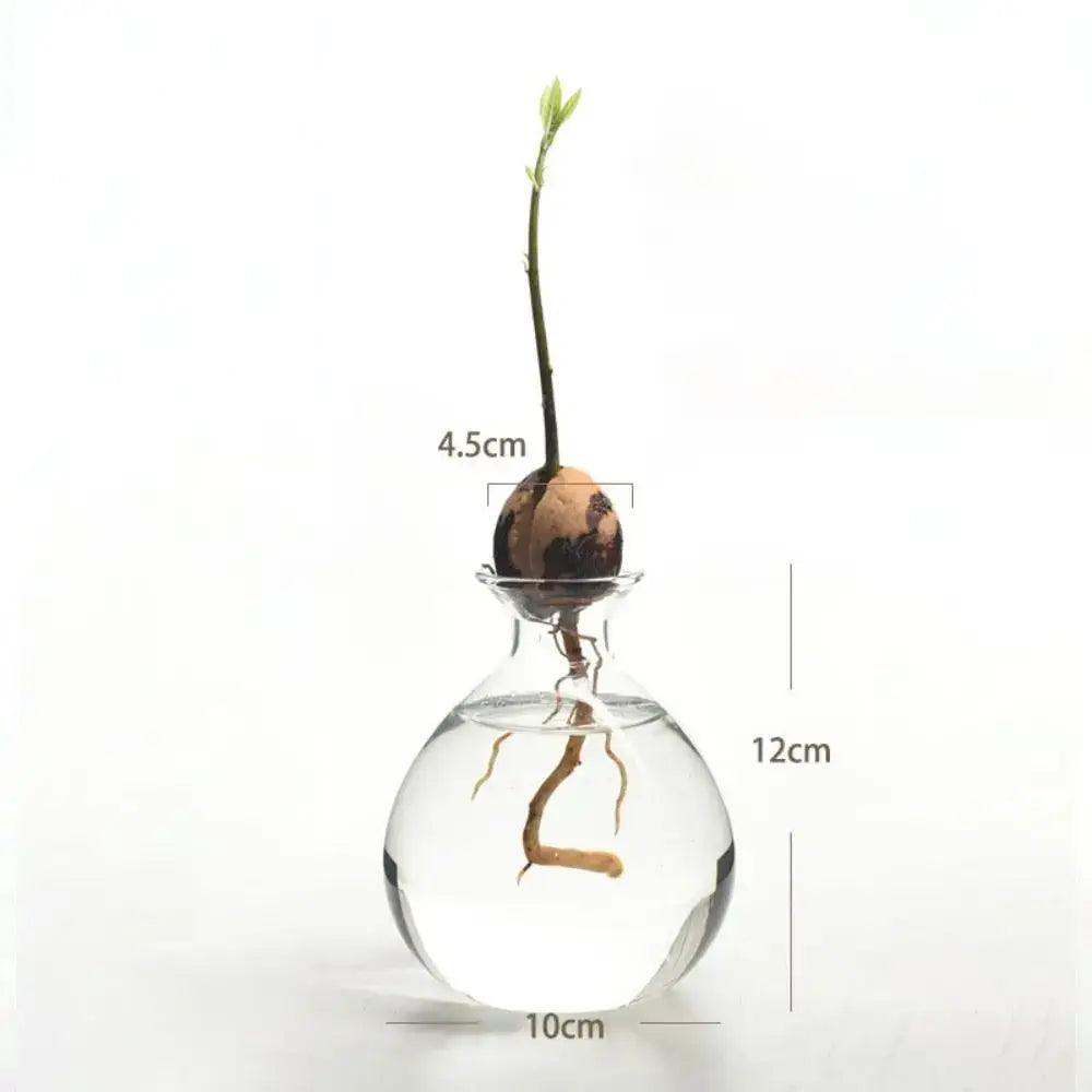 Clear Glass Hydroponic Vase for Avocado Seeds