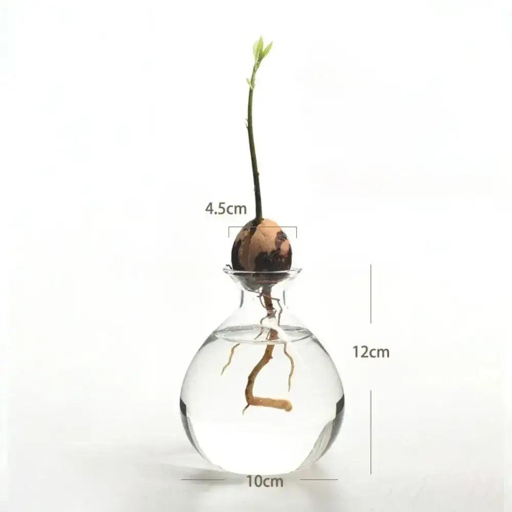 Clear Glass Hydroponic Vase for Avocado Seeds
