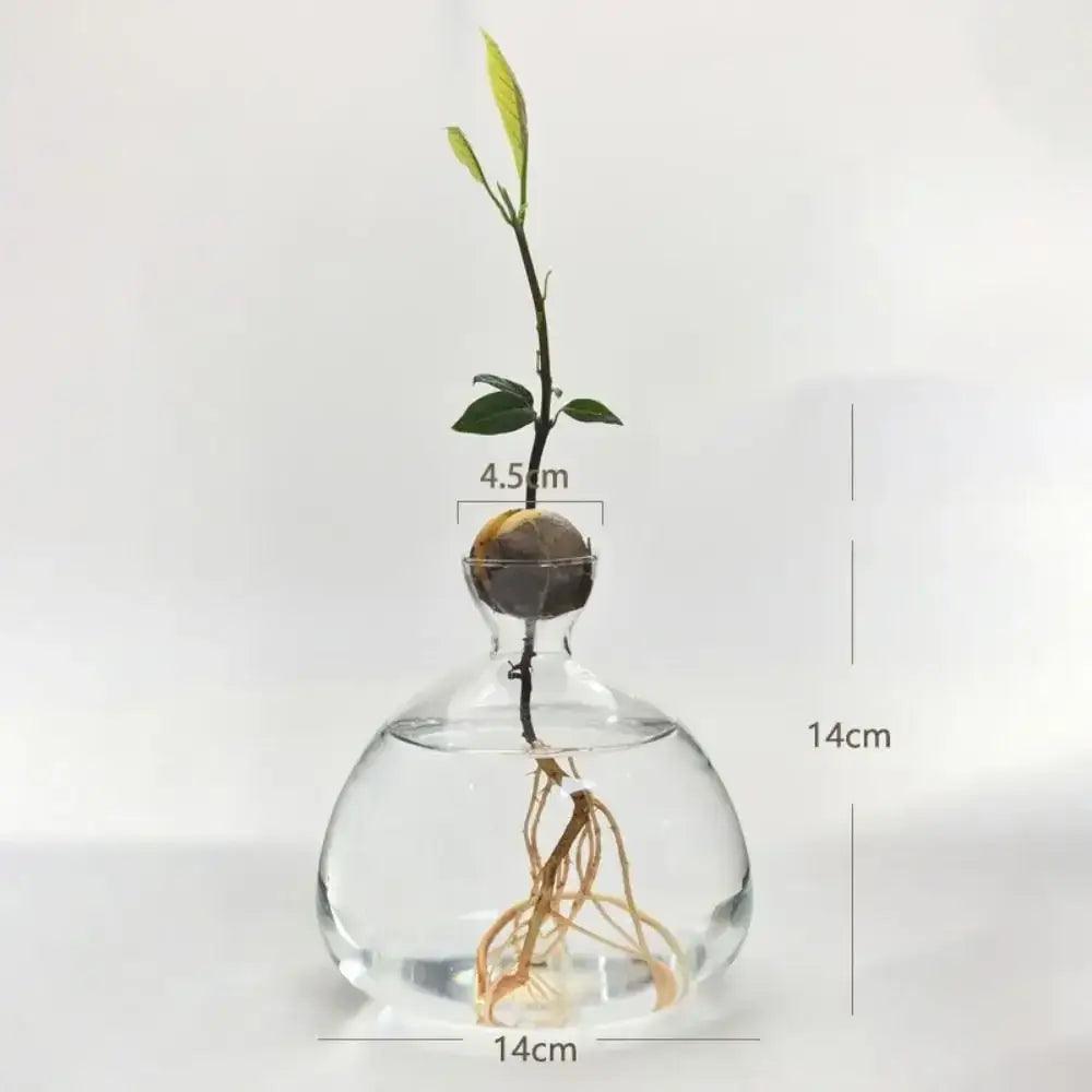 Clear Glass Hydroponic Vase for Avocado Seeds