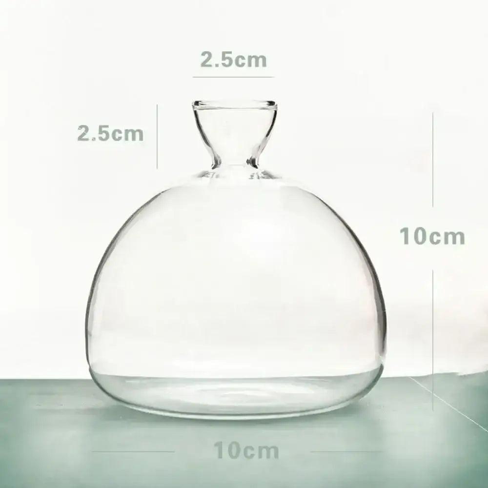 Clear Glass Hydroponic Vase for Avocado Seeds