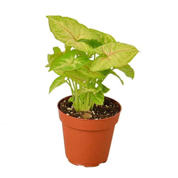 2 Syngonium Variety (Arrowhead Plant) - Gifts for You 'n Me