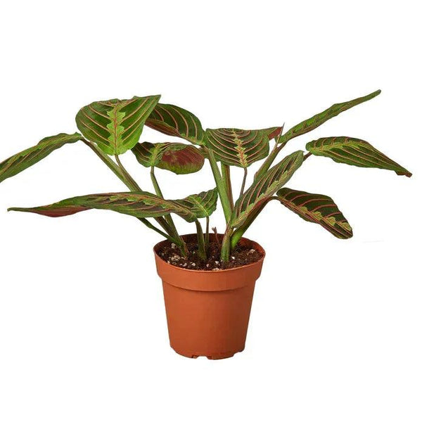 Maranta Red Prayer - Gifts for You 'n Me