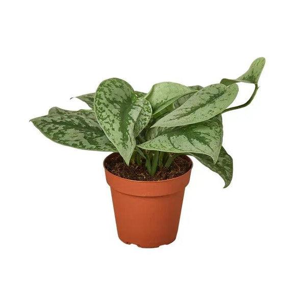 Scindapsus Pictus 'Exotica' - Gifts for You 'n Me