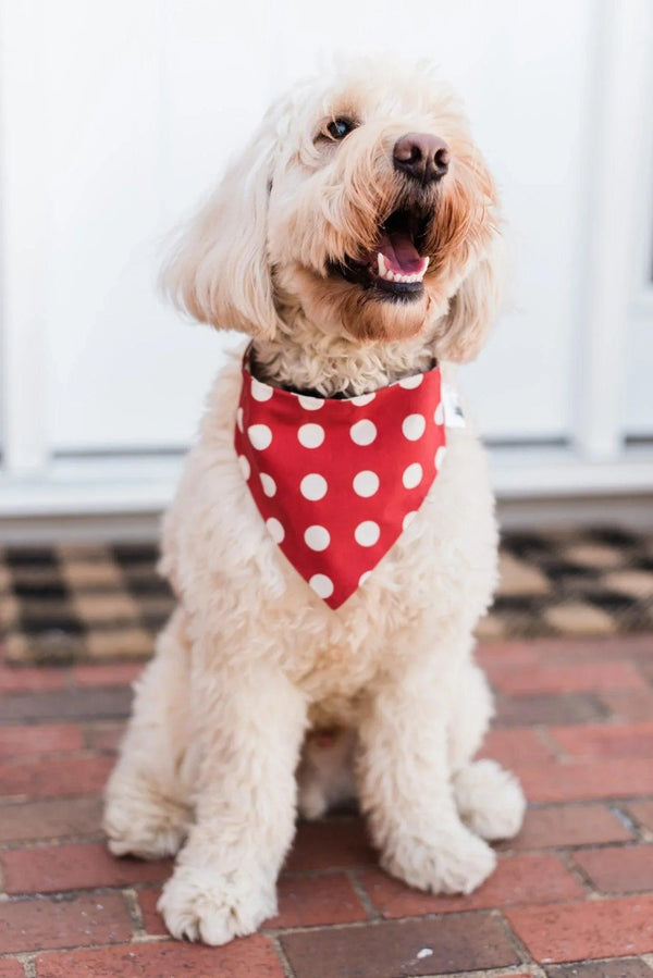 Red Checkered Reversible Dog Bandana - Gifts for You 'n Me