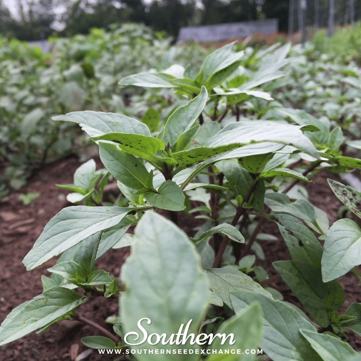 Thai Siam Queen Basil – 250 Seeds