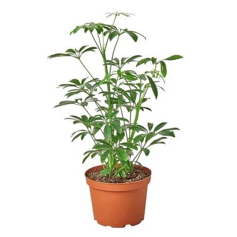 Schefflera Arboricola 'Umbrella' - Gifts for You 'n Me