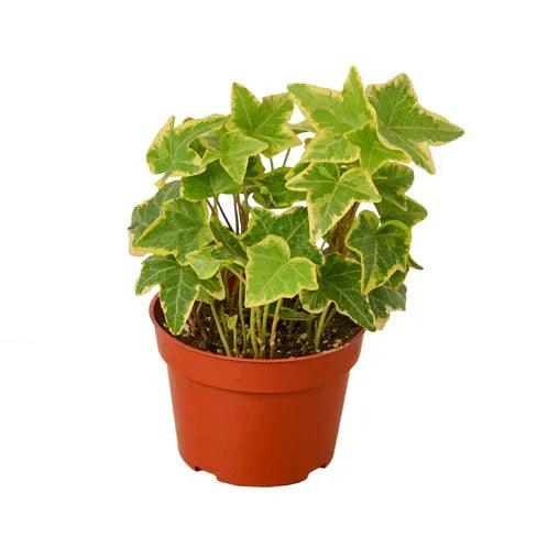 English Ivy Gold Child - Gifts for You 'n Me