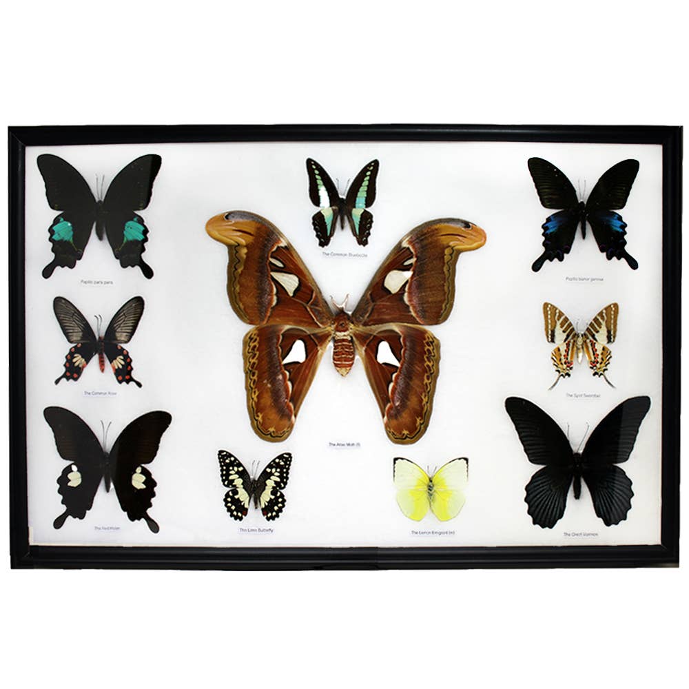 Atlas Moth Specimens - Giant Cotton Mounted Butterflies Framed Wall Art Display