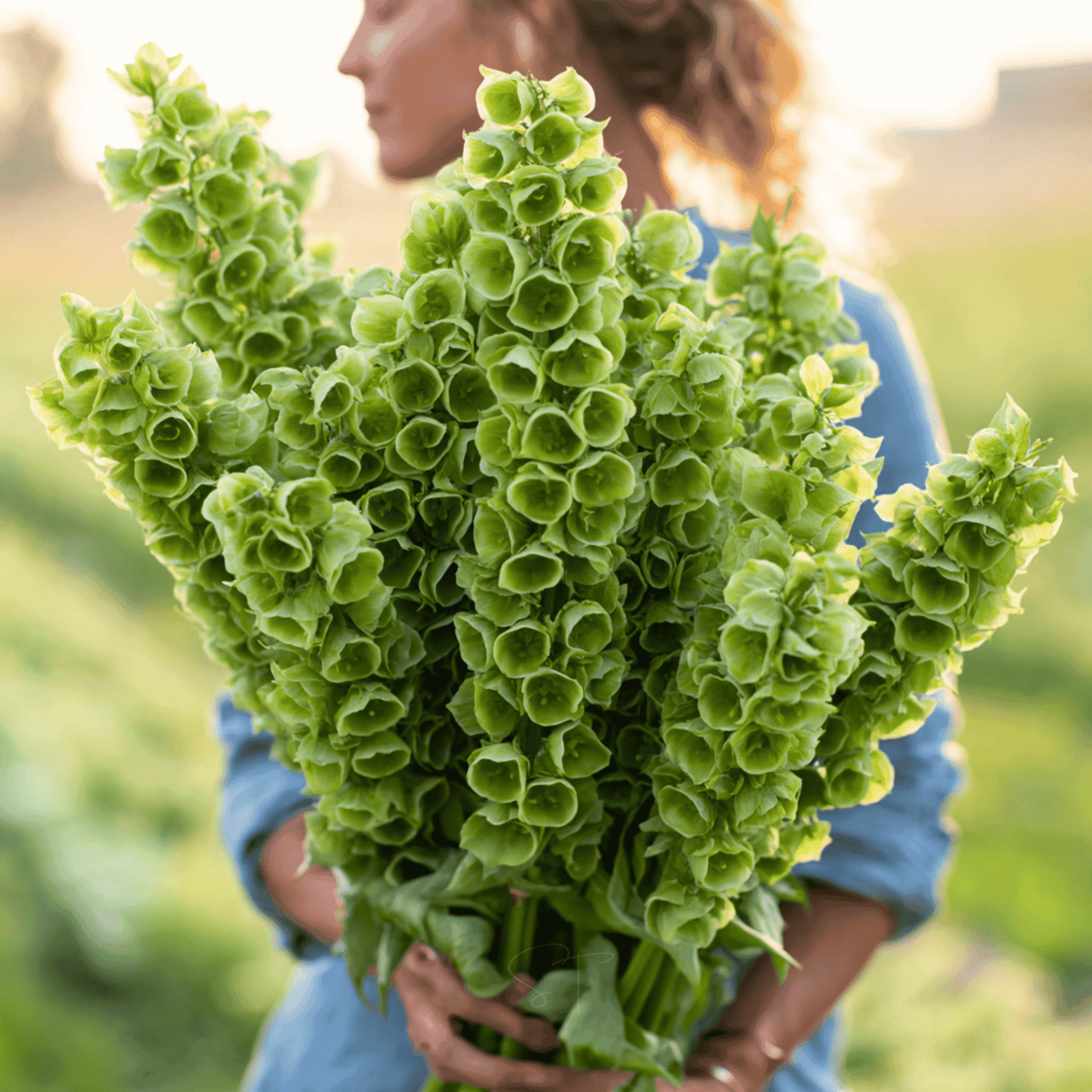 Bells of Ireland – 100 Seeds