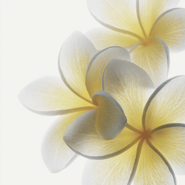 Frangipani