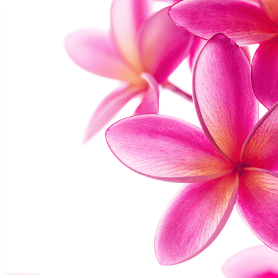 Plumeria