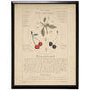 Black and Red Cherries Botanical Study Vintage Bookplate Print in Black Beaded Frame