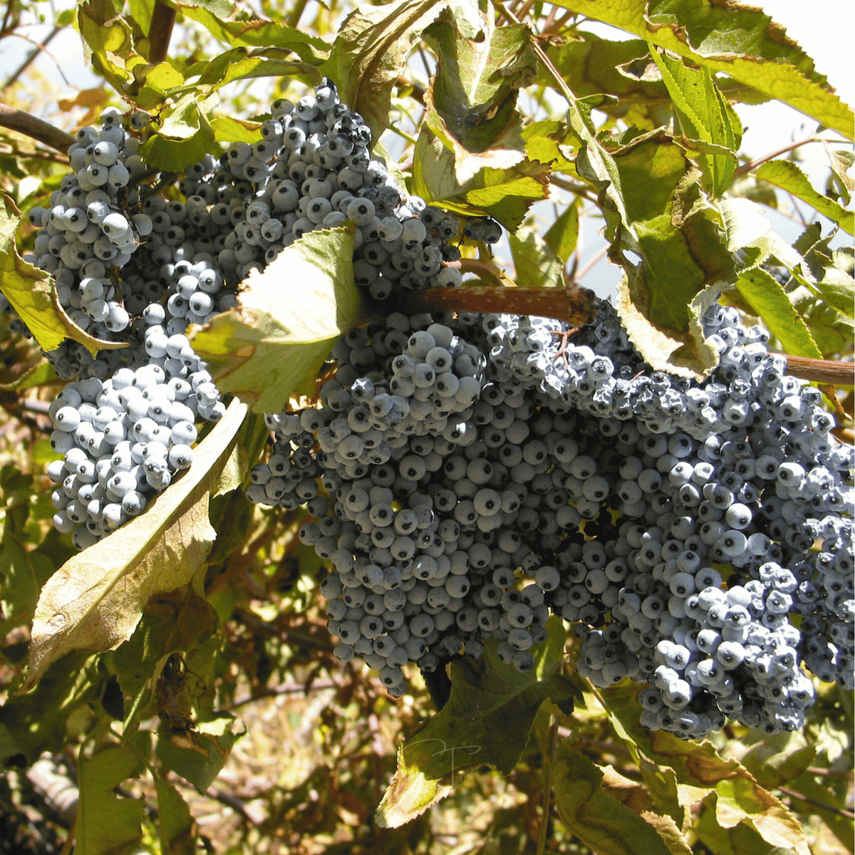 Blue Elderberry – 50 Seeds