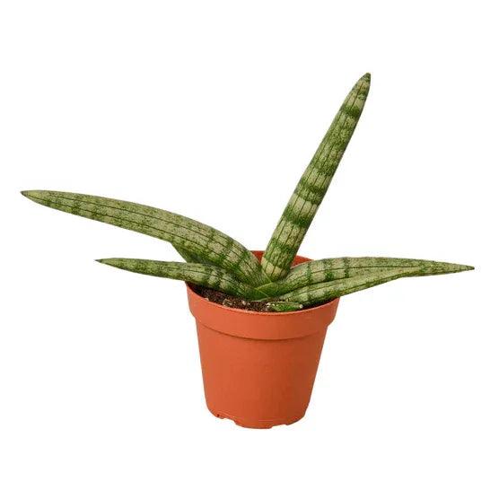 Snake Plant Starfish - Gifts for You 'n Me