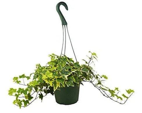 English Ivy Gold Child - Gifts for You 'n Me