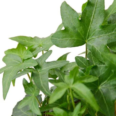 English Ivy Green California - Gifts for You 'n Me
