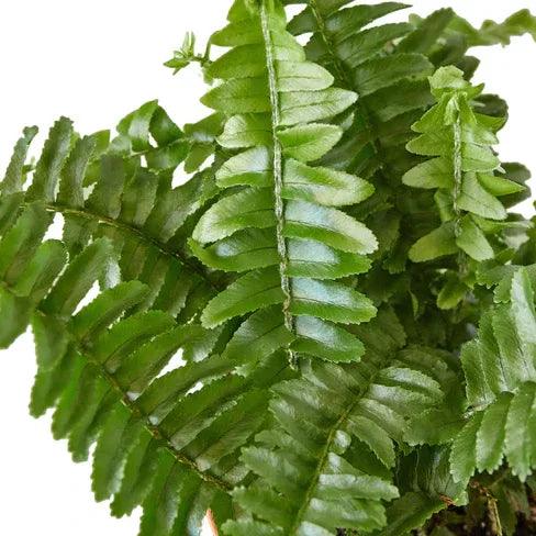 Jester's Crown Fern (Boston Fern) - Gifts for You 'n Me