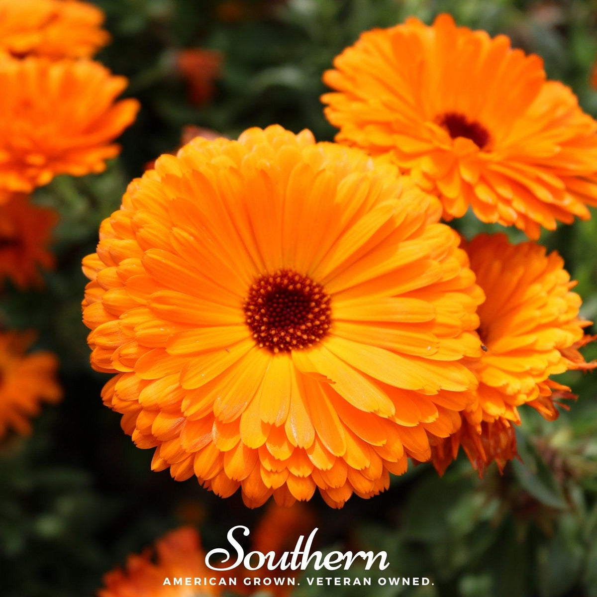 Fiesta Gitana Calendula – 100 Seeds