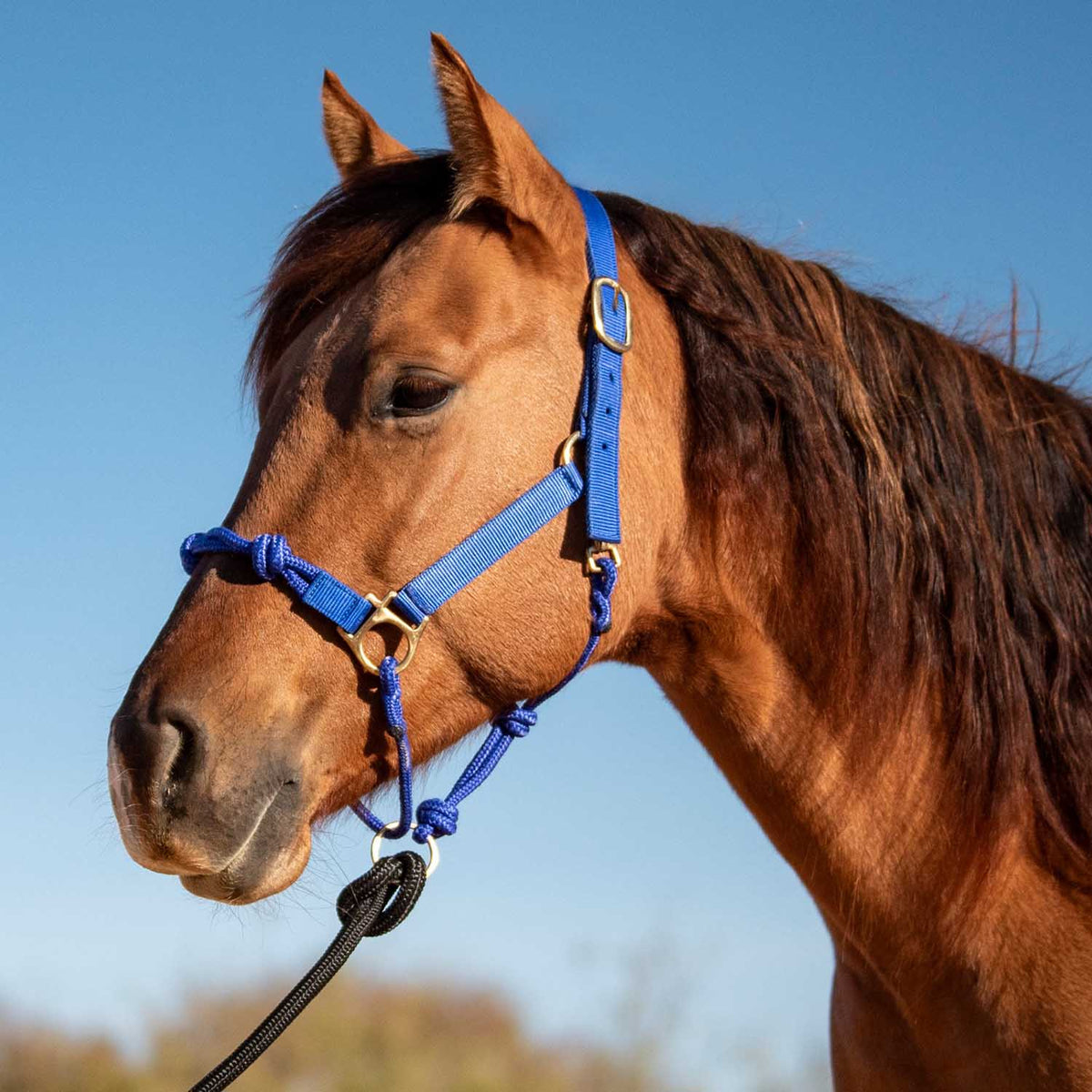 Cashel Nylon and Rope Halter
