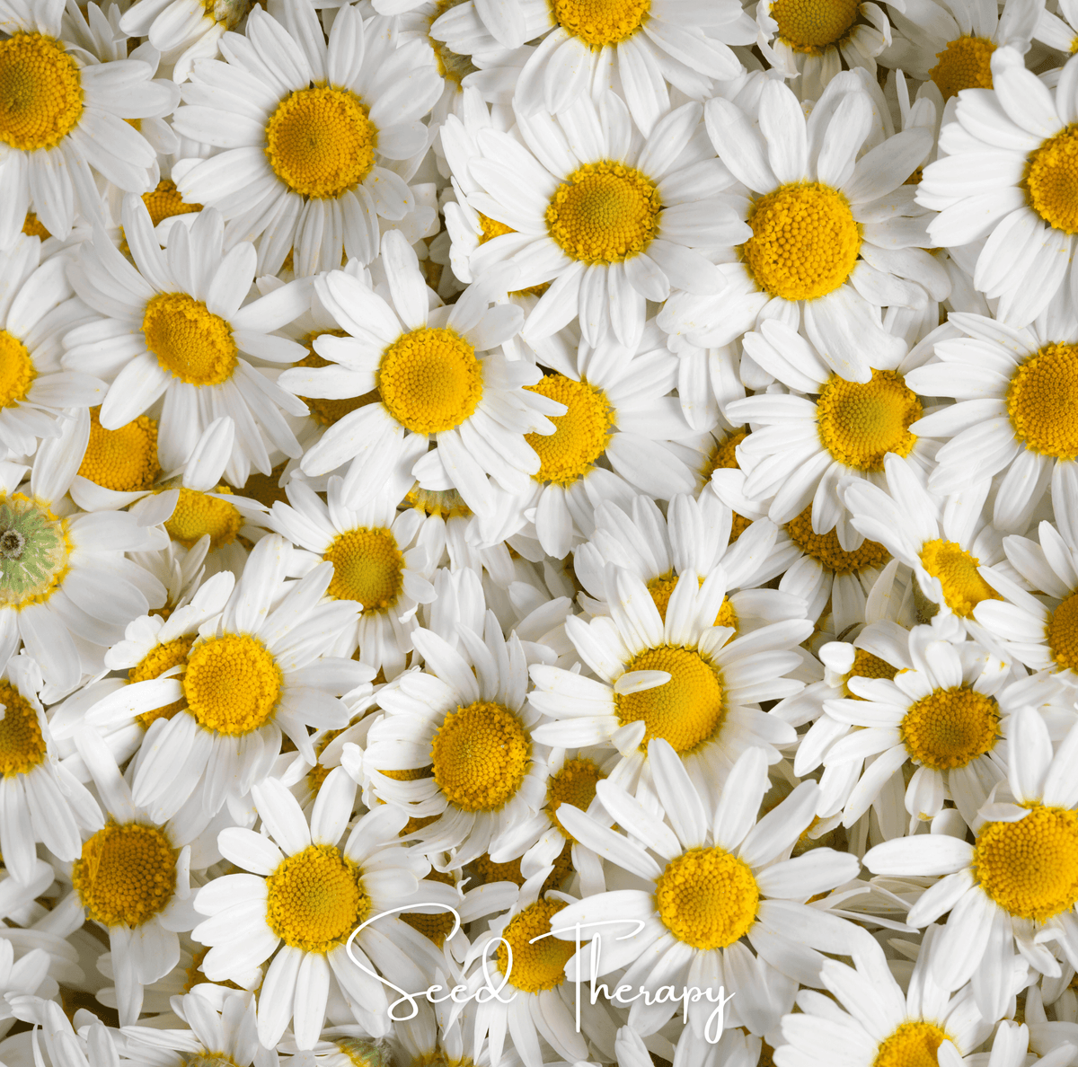 Roman Chamomile – 300 Seeds