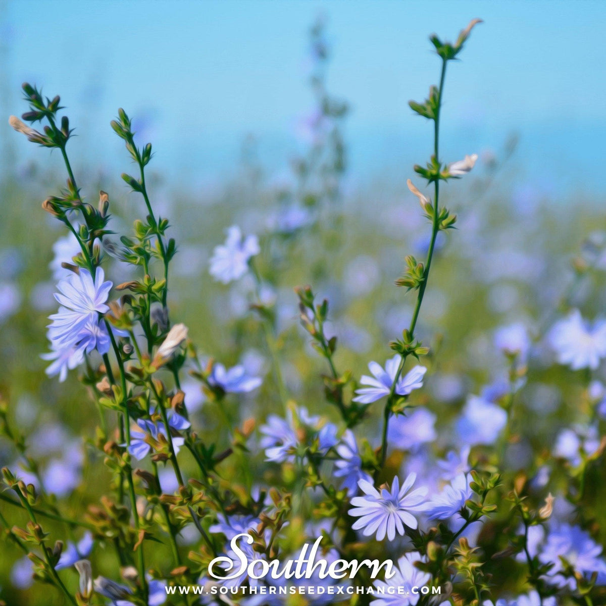 Chicory – 200 Seeds