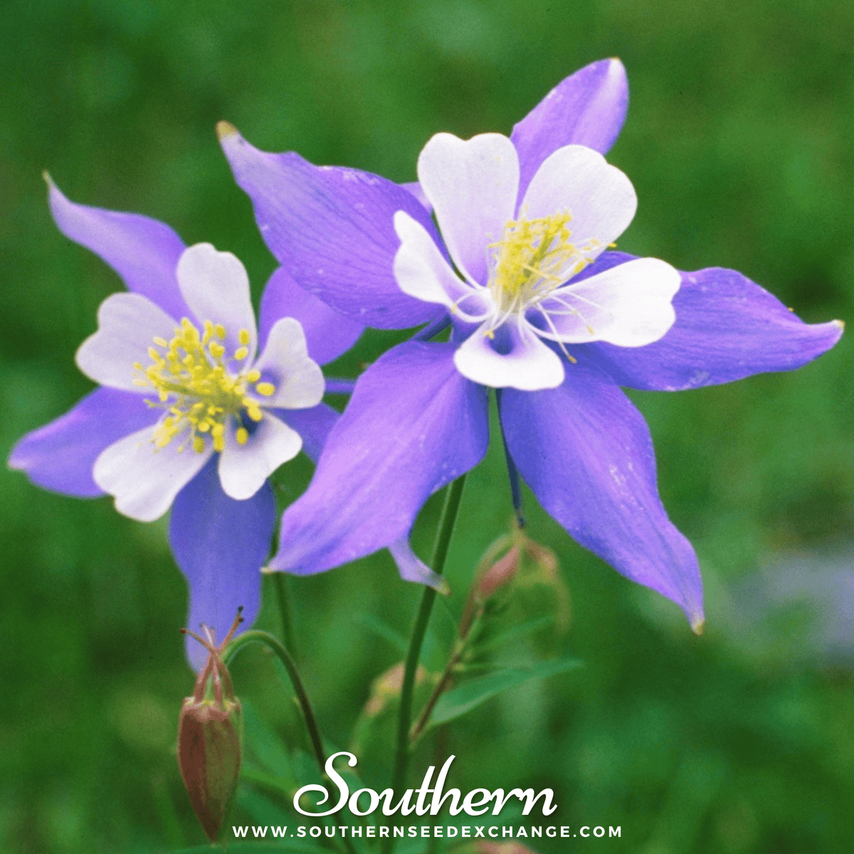 Dwarf Columbine Mix – 100 Seeds