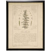 Common Rosemary Vintage Botanical Study Print in Black Beaded Frame