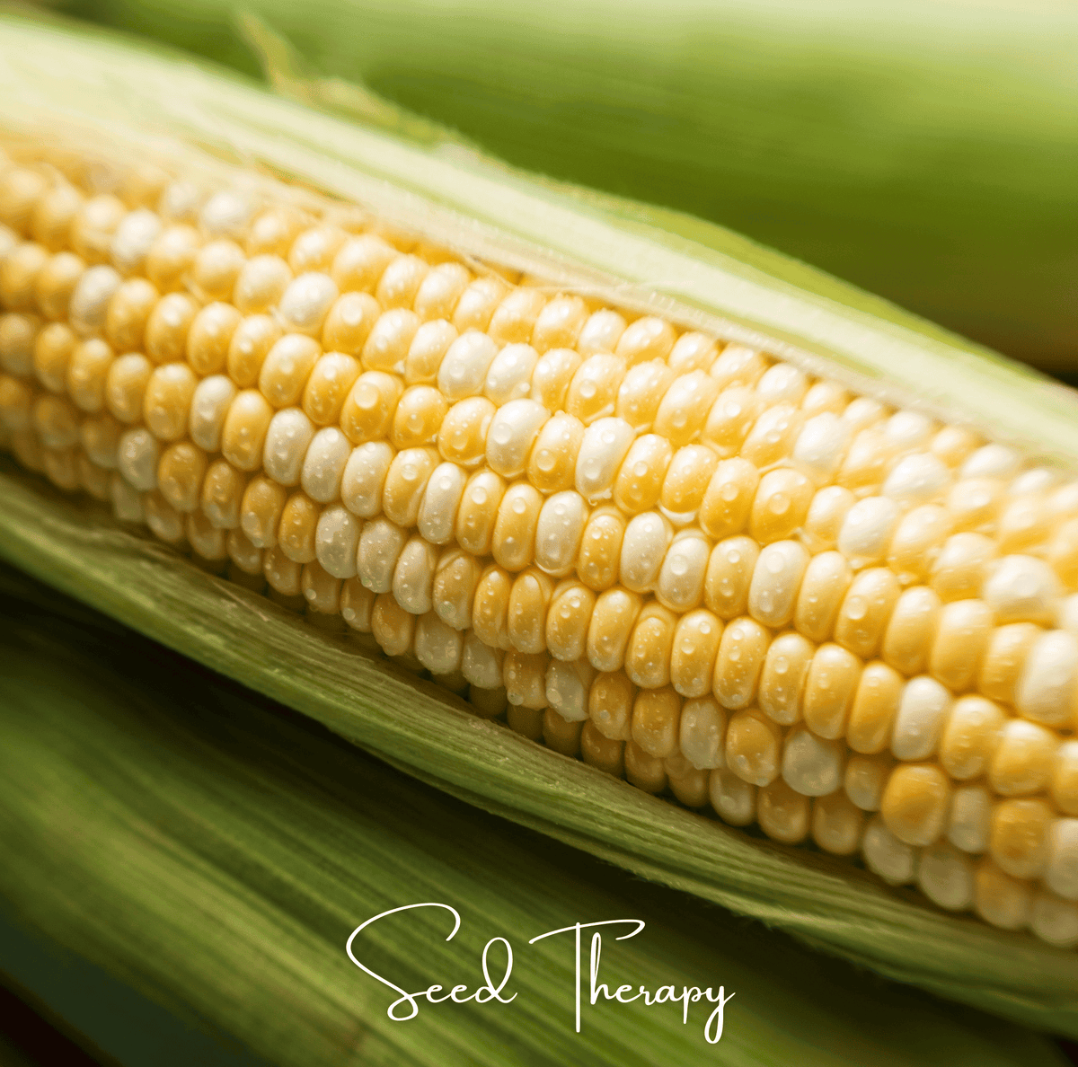 Peaches & Cream Corn – 30 Seeds