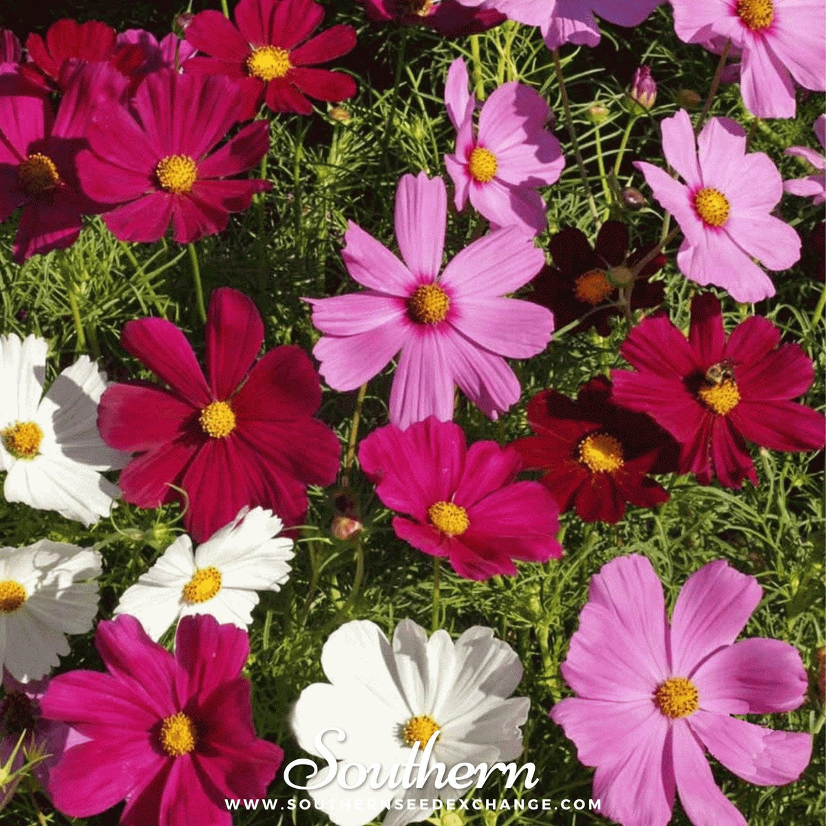 Dwarf Cosmos Mix – 100 Seeds