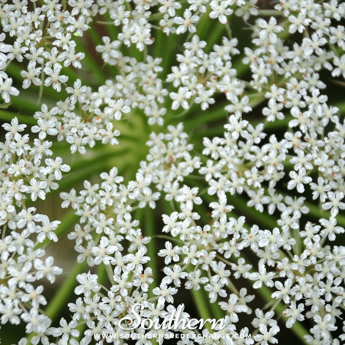 Cumin – 100 Seeds