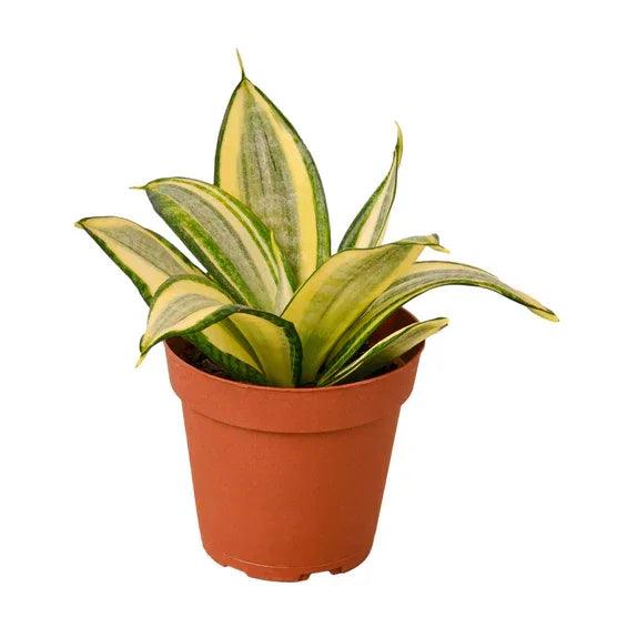 Snake Plant Gold Hahnii - Gifts for You 'n Me