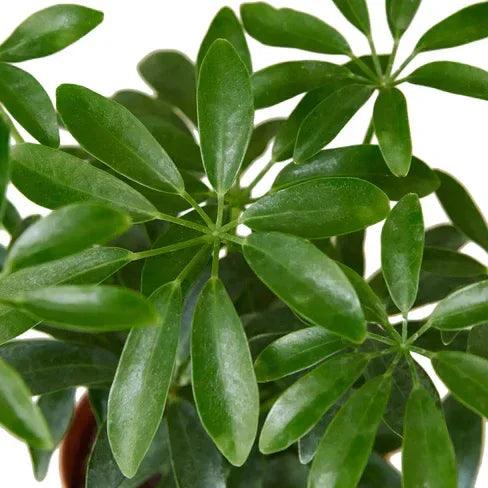 Schefflera Arboricola 'Umbrella' - Gifts for You 'n Me