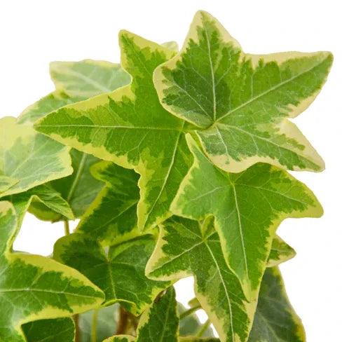 English Ivy Gold Child - Gifts for You 'n Me