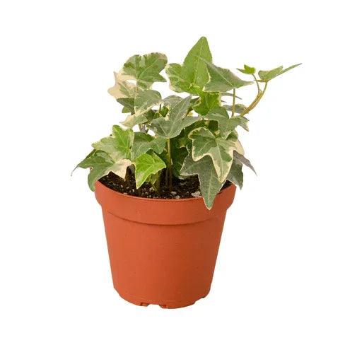 English Ivy 'Glacier' - Gifts for You 'n Me