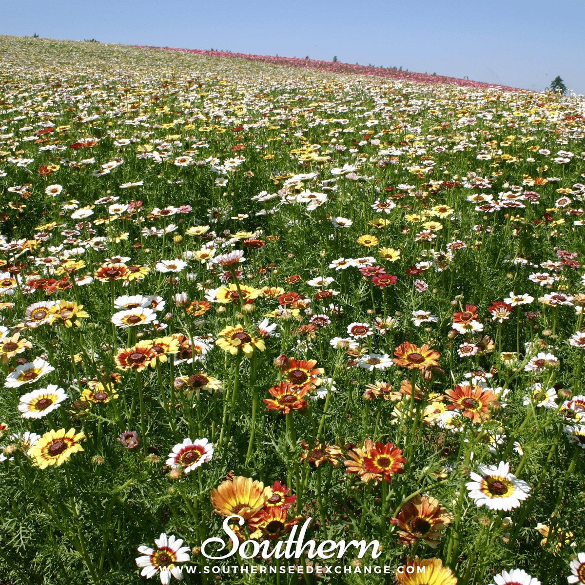 Painted Daisy – 100 Seeds